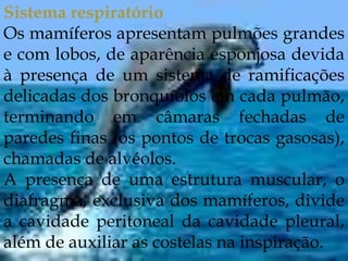 Sistema respiratórioOs mamíferos apresentam pulmões grandes e com lobos, de aparência esponjosa devida à presença de um sistema de ramificações delicadas dos bronquíolos em cada pulmão, terminando em câmaras fechadas de paredes finas (os pontos de trocas gasosas), chamadas de alvéolos.A presença de uma estrutura muscular, o diafragma, exclusiva dos mamíferos, divide a cavidade peritoneal da cavidade pleural, além de auxiliar as costelas na inspiração.