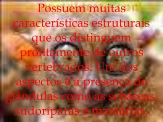 Possuem muitas características estruturais que os distinguem prontamente de outros vertebrados. Um dos aspectos é a presença de glândulas como as sebáceas, sudoríparas e mamárias.