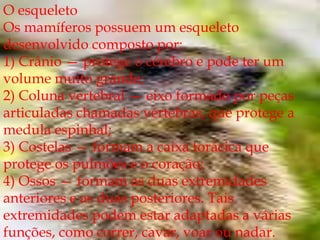 O esqueletoOs mamíferos possuem um esqueleto desenvolvido composto por: 1) Crânio — protege o cérebro e pode ter um volume muito grande; 2) Coluna vertebral — eixo formado por peças articuladas chamadas vértebras, que protege a medula espinhal; 3) Costelas — formam a caixa torácica que protege os pulmões e o coração; 4) Ossos — formam as duas extremidades anteriores e as duas posteriores. Tais extremidades podem estar adaptadas a várias funções, como correr, cavar, voar ou nadar.
