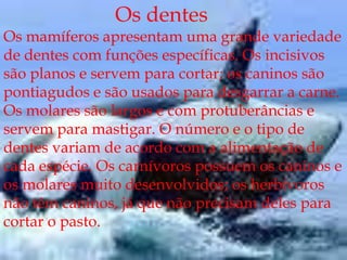 Os dentesOs mamíferos apresentam uma grande variedade de dentes com funções específicas. Os incisivos são planos e servem para cortar; os caninos são pontiagudos e são usados para desgarrar a carne. Os molares são largos e com protuberâncias e servem para mastigar. O número e o tipo de dentes variam de acordo com a alimentação de cada espécie. Os carnívoros possuem os caninos e os molares muito desenvolvidos; os herbívoros não têm caninos, já que não precisam deles para cortar o pasto.
