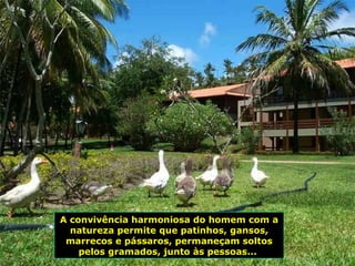 A convivência harmoniosa do homem com a natureza permite que patinhos, gansos, marrecos e pássaros, permaneçam soltos pelos gramados, junto às pessoas...  