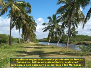 Os monitores organizam passeios por dentro da área do Salinas, em trilhas na mata atlântica, onde você apreciará a bela paisagem que margeia o Rio Maragogi...  
