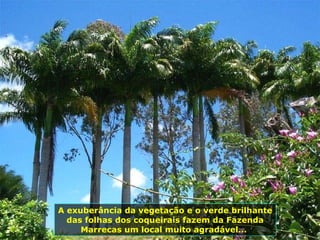 A exuberância da vegetação e o verde brilhante das folhas dos coqueirais fazem da Fazenda Marrecas um local muito agradável...  
