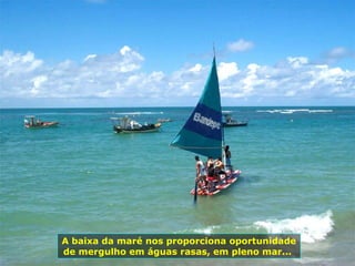 A baixa da maré nos proporciona oportunidade de mergulho em águas rasas, em pleno mar...  