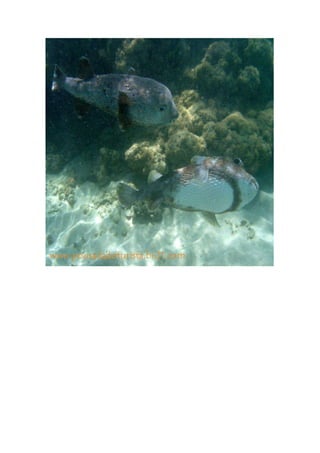 Maragogi  Pousada Do Turista