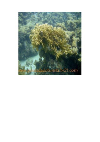 Maragogi  Pousada Do Turista