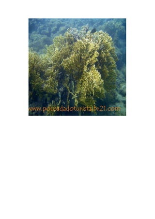 Maragogi  Pousada Do Turista