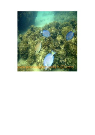 Maragogi  Pousada Do Turista