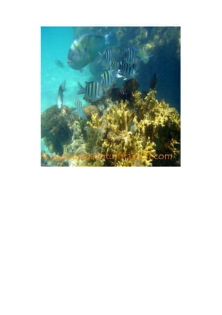 Maragogi  Pousada Do Turista