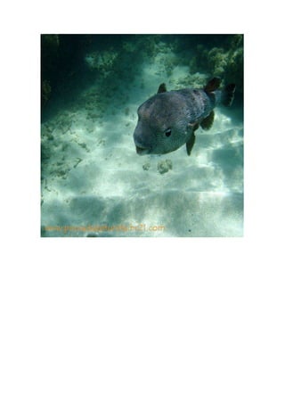 Maragogi  Pousada Do Turista