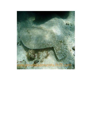 Maragogi  Pousada Do Turista