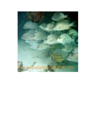 Maragogi  Pousada Do Turista