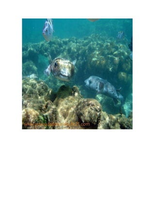 Maragogi  Pousada Do Turista