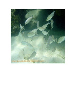 Maragogi  Pousada Do Turista