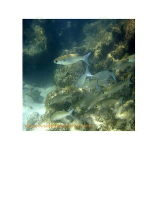 Maragogi  Pousada Do Turista