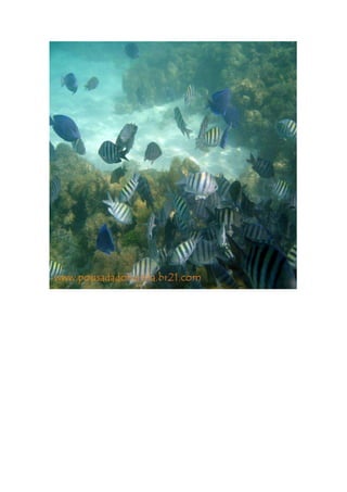 Maragogi  Pousada Do Turista