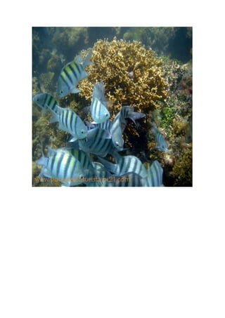 Maragogi  Pousada Do Turista