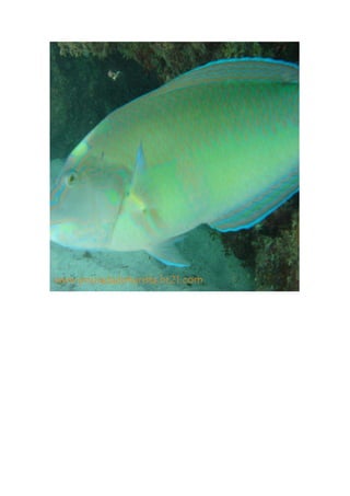 Maragogi  Pousada Do Turista