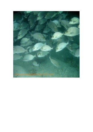 Maragogi  Pousada Do Turista