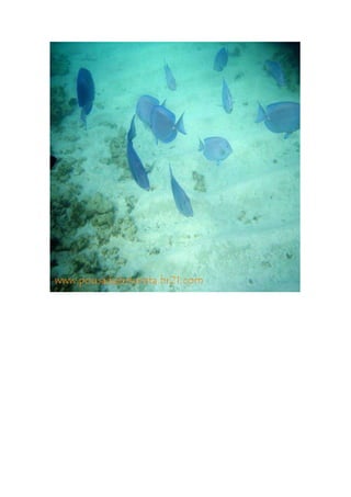 Maragogi  Pousada Do Turista