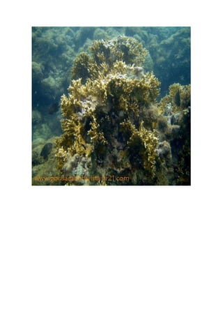 Maragogi  Pousada Do Turista