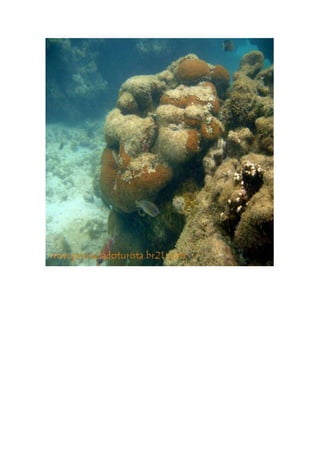 Maragogi  Pousada Do Turista