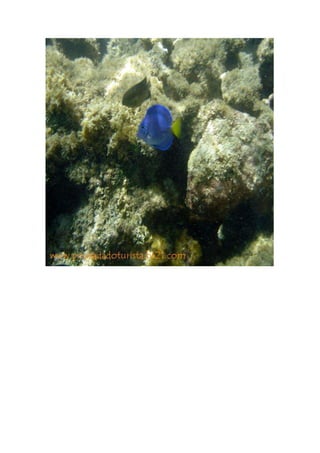 Maragogi  Pousada Do Turista