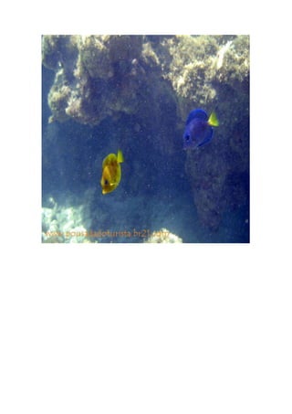 Maragogi  Pousada Do Turista