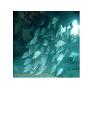 Maragogi  Pousada Do Turista