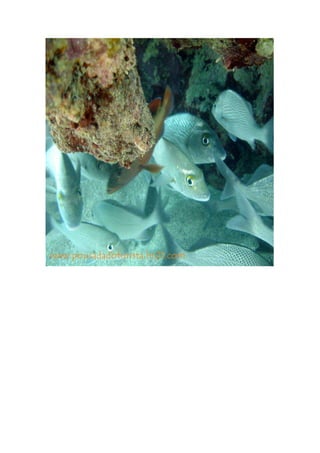 Maragogi  Pousada Do Turista