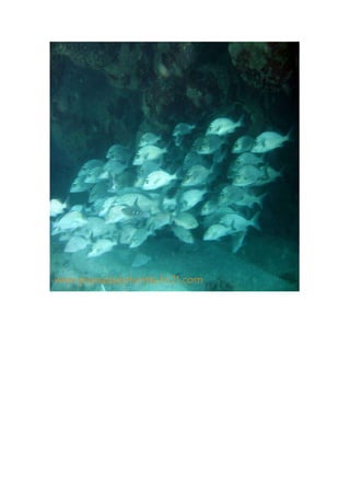 Maragogi  Pousada Do Turista