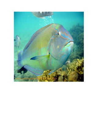 Maragogi  Pousada Do Turista