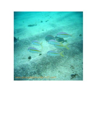 Maragogi  Pousada Do Turista