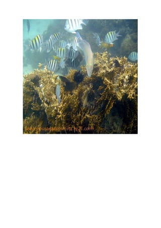 Maragogi  Pousada Do Turista