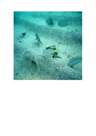 Maragogi  Pousada Do Turista