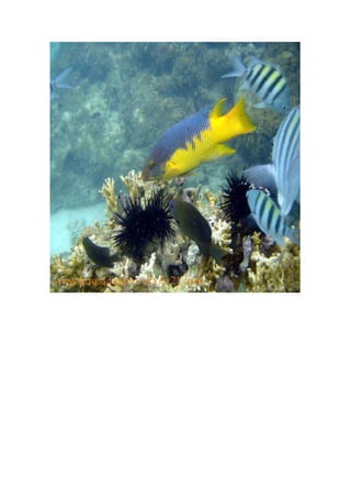 Maragogi  Pousada Do Turista