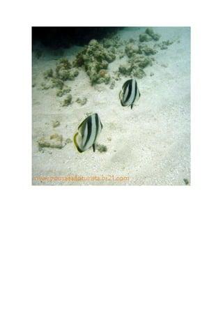 Maragogi  Pousada Do Turista