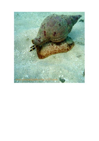 Maragogi  Pousada Do Turista