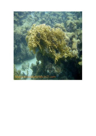 Maragogi  Pousada Do Turista