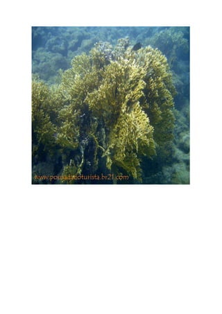 Maragogi  Pousada Do Turista