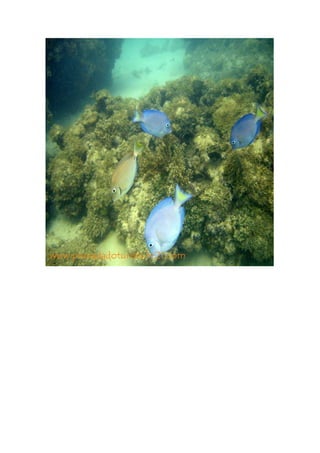 Maragogi  Pousada Do Turista