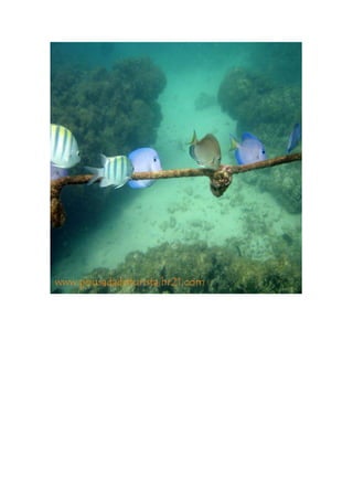 Maragogi  Pousada Do Turista