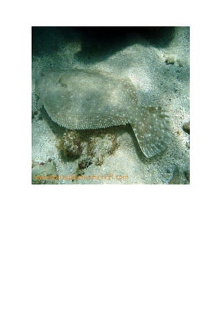 Maragogi  Pousada Do Turista