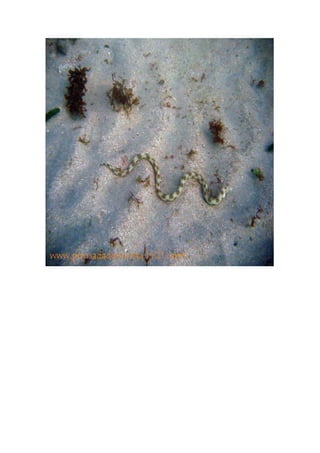 Maragogi  Pousada Do Turista