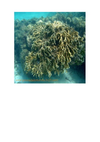 Maragogi  Pousada Do Turista