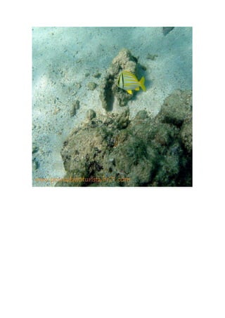 Maragogi  Pousada Do Turista