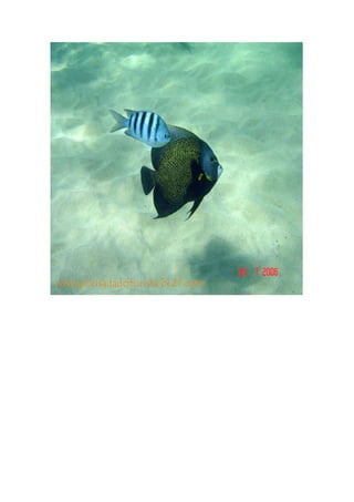 Maragogi  Pousada Do Turista