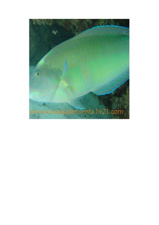 Maragogi  Pousada Do Turista