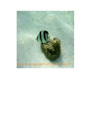 Maragogi  Pousada Do Turista