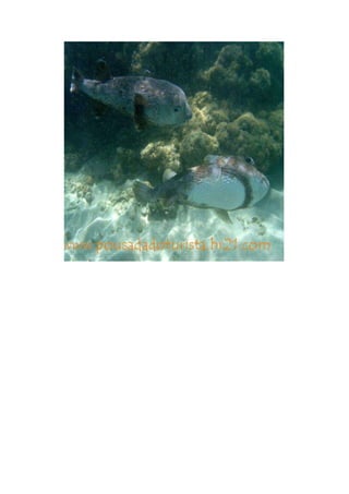 Maragogi  Pousada Do Turista